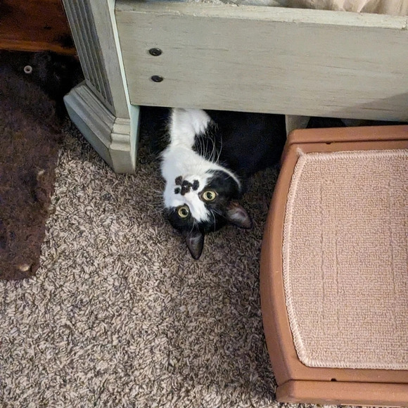 Wooden hand carved cat statue figurine long lanky kitty cherry wood color - Picture 6 of 8